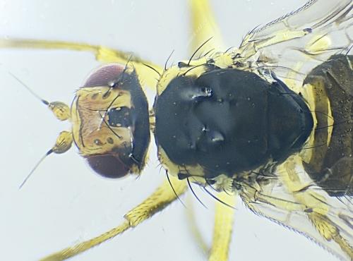 Réf. 318 461 : Phytomyza rufipes